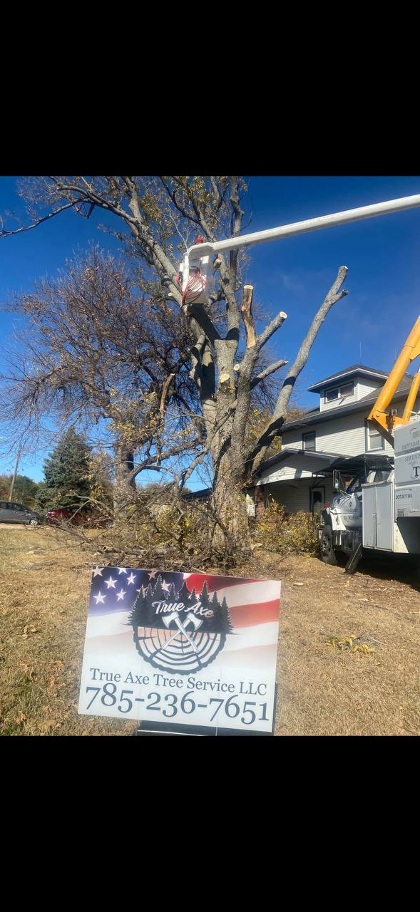 True Axe Tree Service job