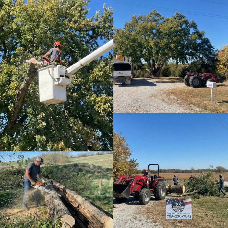True Axe Tree Service job